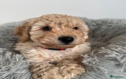 Cockapoo dogs for sale: Beautiful F1b Cockapoos  - Image 21