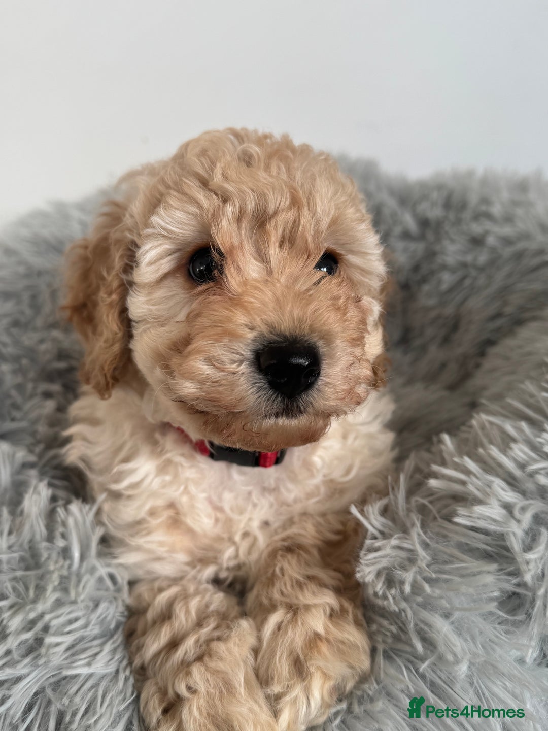 Cockapoo dogs for sale: Beautiful F1b Cockapoos  - Image 21