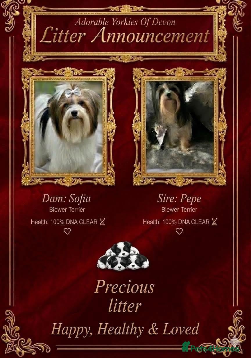 Mixed Breed dogs ❤️🐾 LITTER ANNOUNCEMENT🐾❤️ - Advert 1