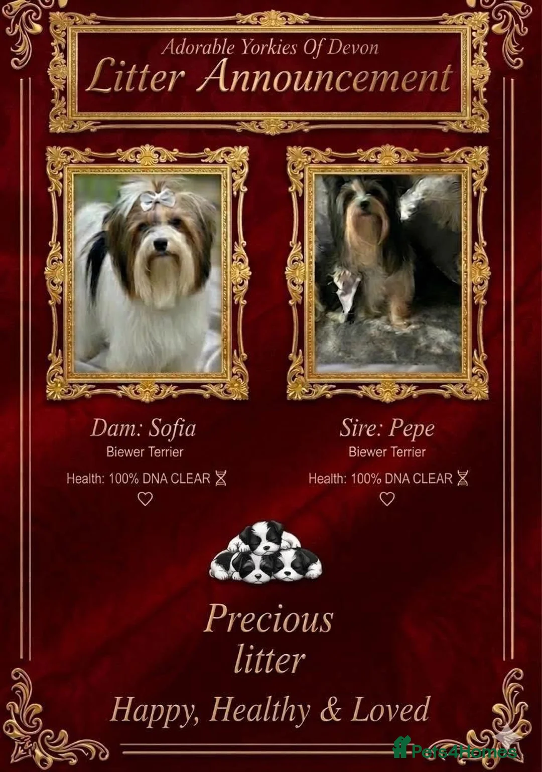 Mixed Breed dogs for sale: ❤️🐾 LITTER ANNOUNCEMENT🐾❤️ - Advert 1