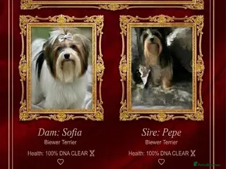 Mixed Breed dogs ❤️🐾 LITTER ANNOUNCEMENT🐾❤️ - Advert 1