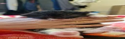 British Longhair cats for sale: Kittens  - Advert 11