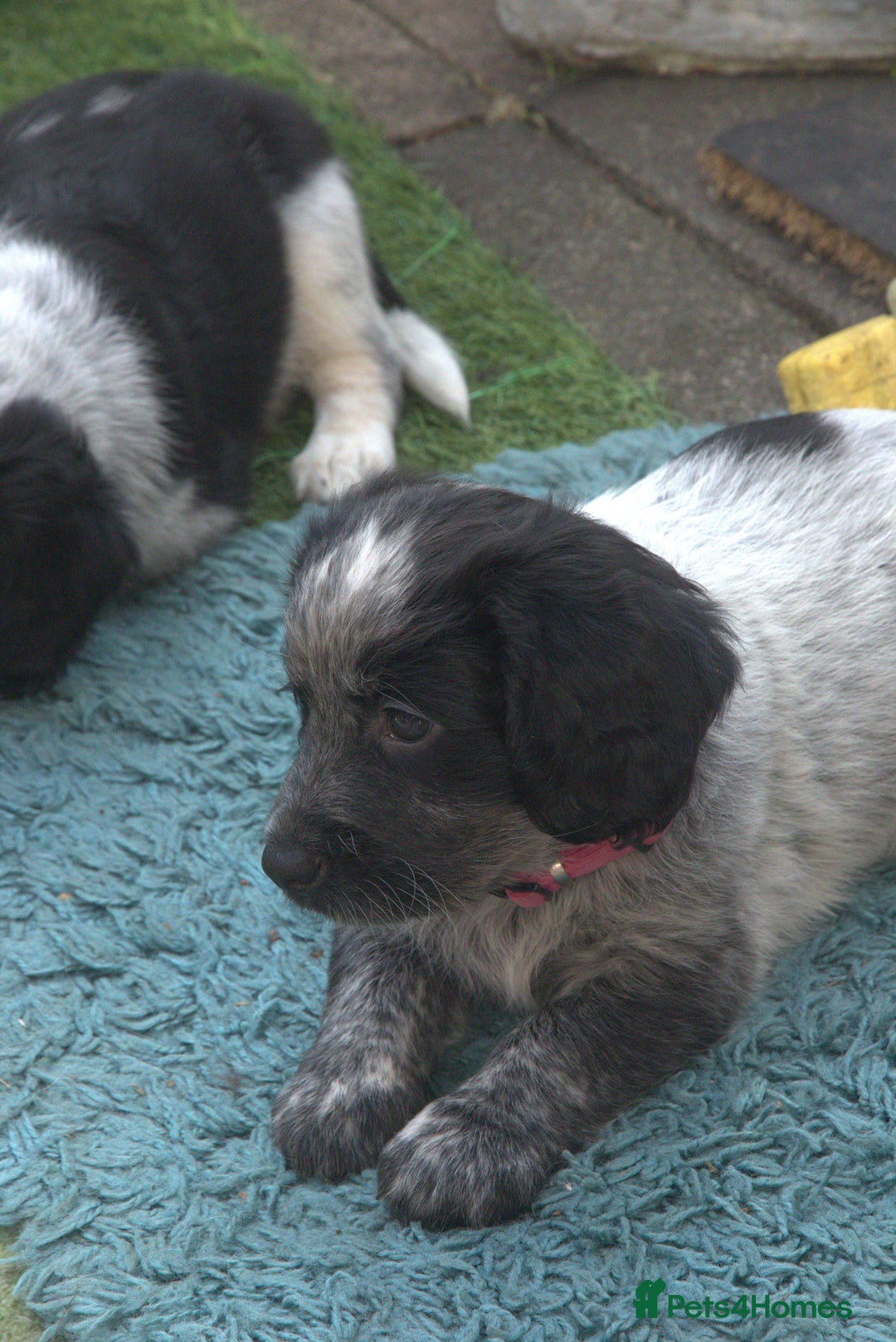 Mixed Breed dogs for sale: Merle Sprollies/Cotralian - Image 17