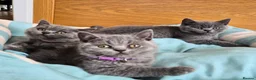 British Shorthair cats for sale:  🐾🎀 BSH 🎀🐾 GCCF/Fully vaccinated - Advert 20