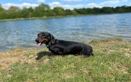 Miniature Dachshund dogs for stud: *Proven Stud*  - Image 2