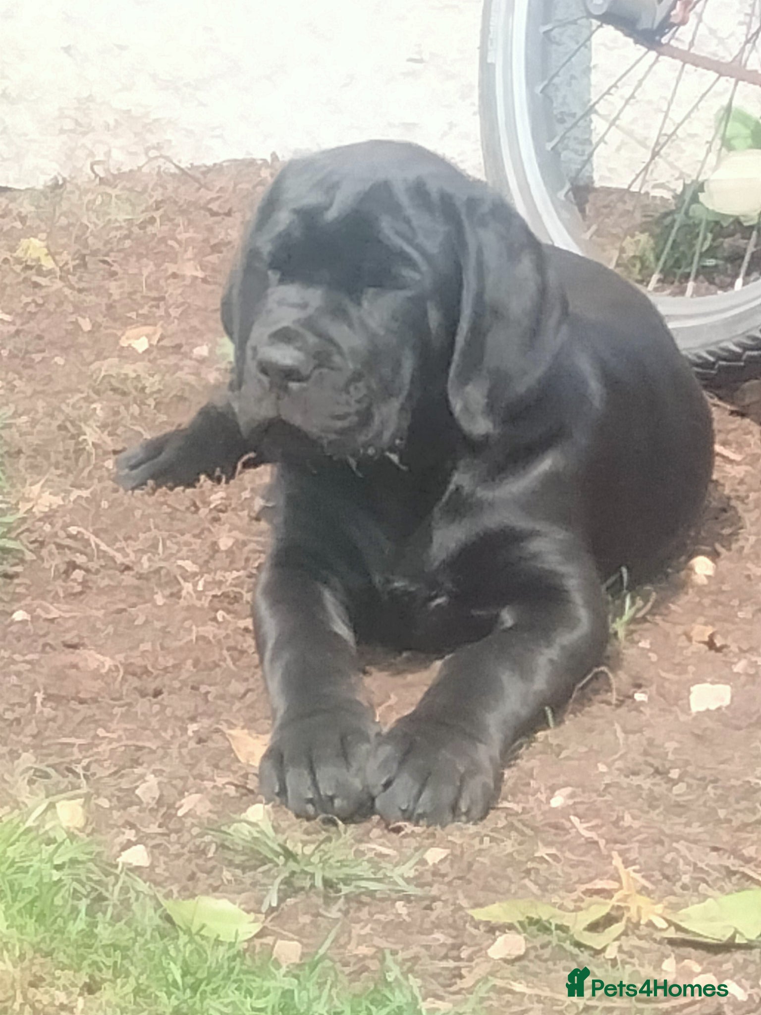 Cane Corso dogs Cane Corso puppies 11/5/26 ready to leave now - Advert 8