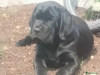 Cane Corso dogs Cane Corso puppies 16/5/26 - Advert 1