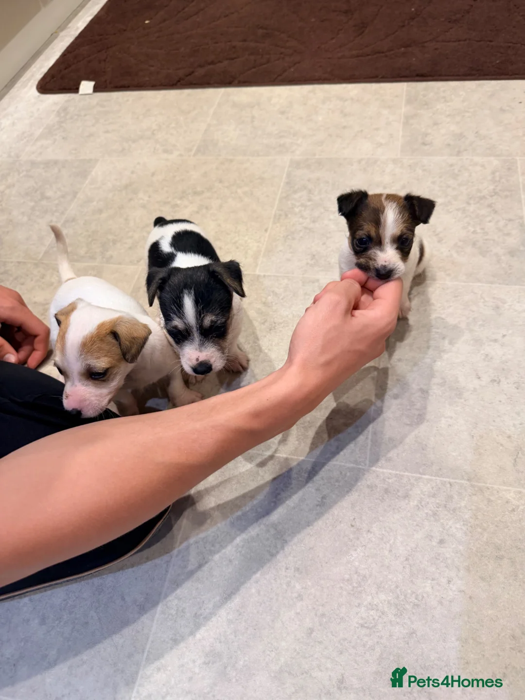 Jack Russell dogs for sale: Jack Russell puppys - Advert 2