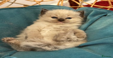 Ragdoll cats - Advert 2