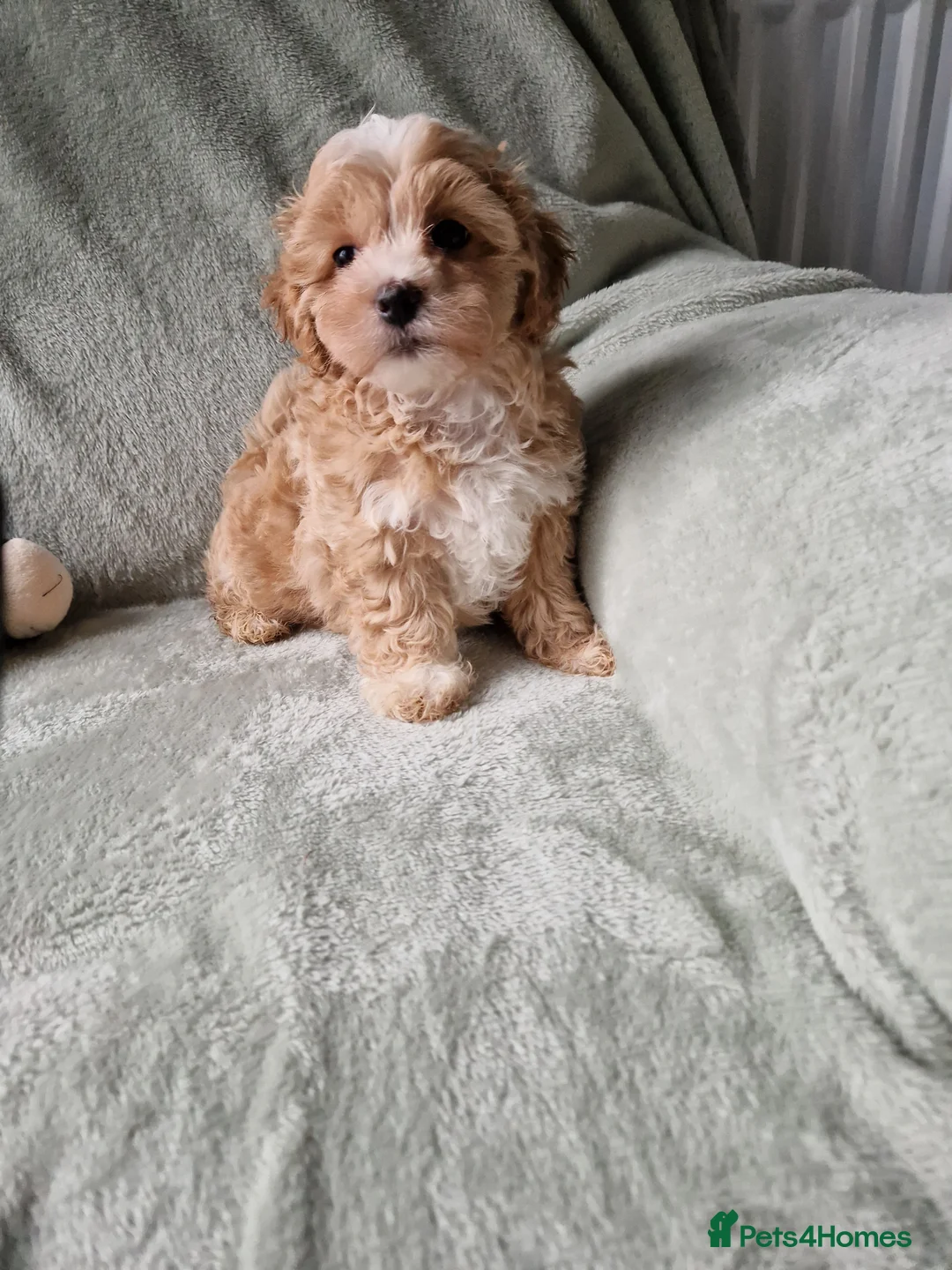 Maltipoo dogs for sale: Absolutely stunning maltipoo puppies  - Advert 6