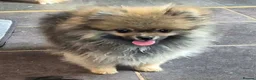 Pomeranian dogs for sale: 13 weeks Teddy bear face Pomeranian male puppies  - Advert 5