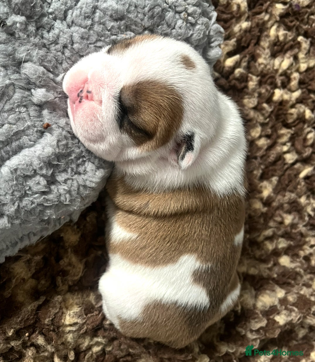 English Bulldog dogs 5 standard bulldogs silver health tested parents  - Advert 2