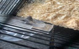 Mouse rodents for sale: Female mice free to good home - Image 6