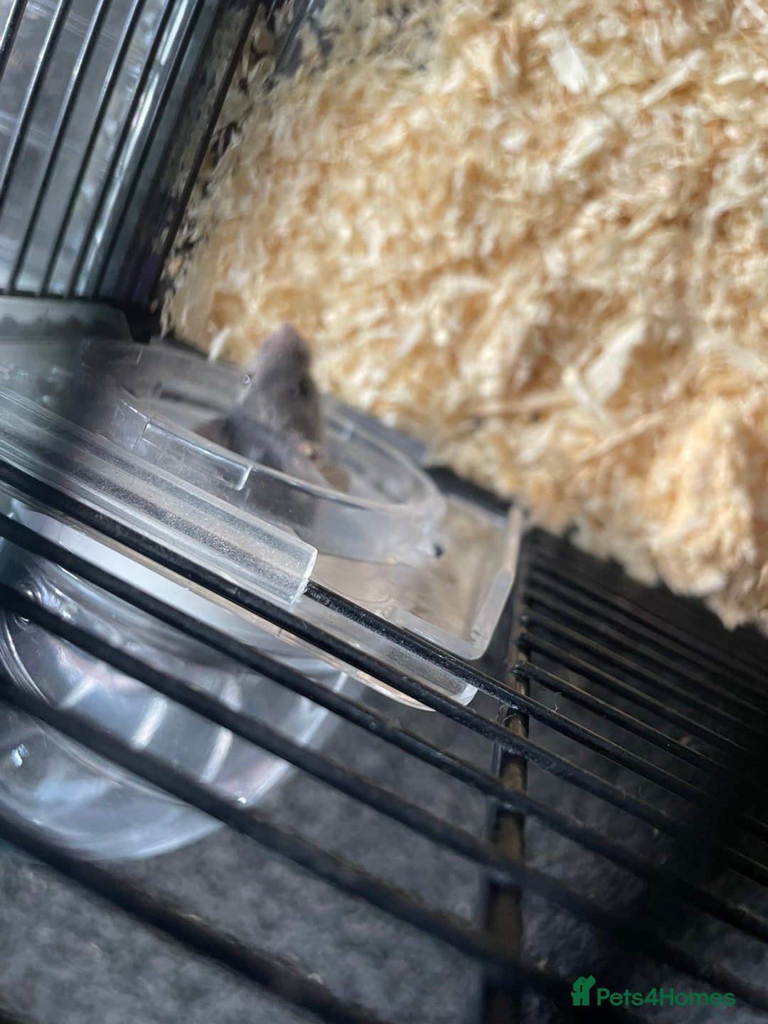 Mouse rodents for sale: Female mice free to good home - Image 6