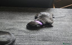 Cane Corso dogs for sale: Cane Corso puppies - Image 8