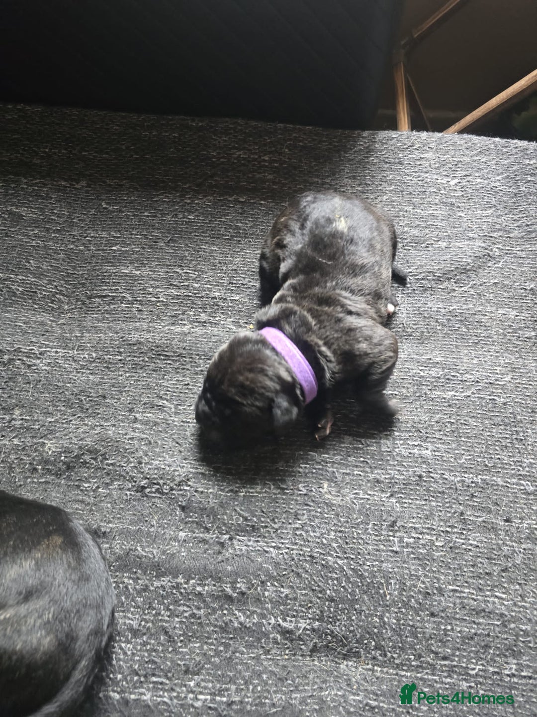 Cane Corso dogs for sale: Cane Corso puppies - Image 8