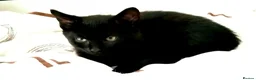 Mixed Breed cats for sale: Two adorable kittens looking for loving homes - Advert 7