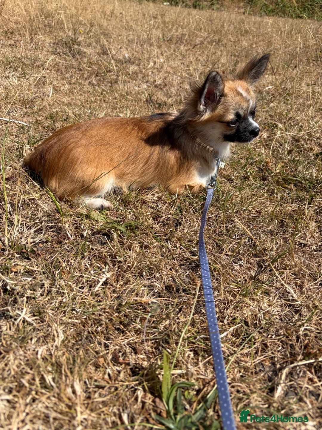 Chihuahua dogs for sale: Stunning Small Chihuahua Female - Advert 7