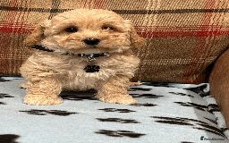 Cavapoochon dogs for sale: Cavapoochon puppies ready for new forever home💕 - Advert 25