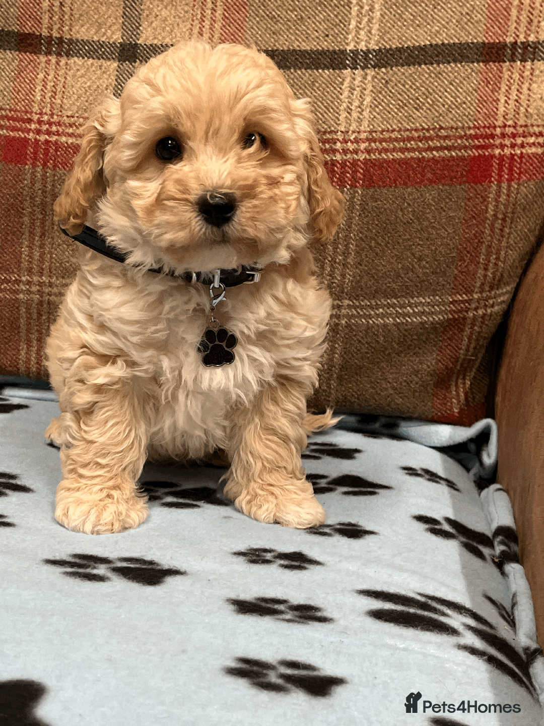 Cavapoochon dogs for sale: Cavapoochon puppies ready for new forever home💕 - Advert 25
