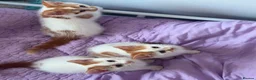 Mixed Breed cats for sale: Three adorable kittens  in Girvan - Advert 1