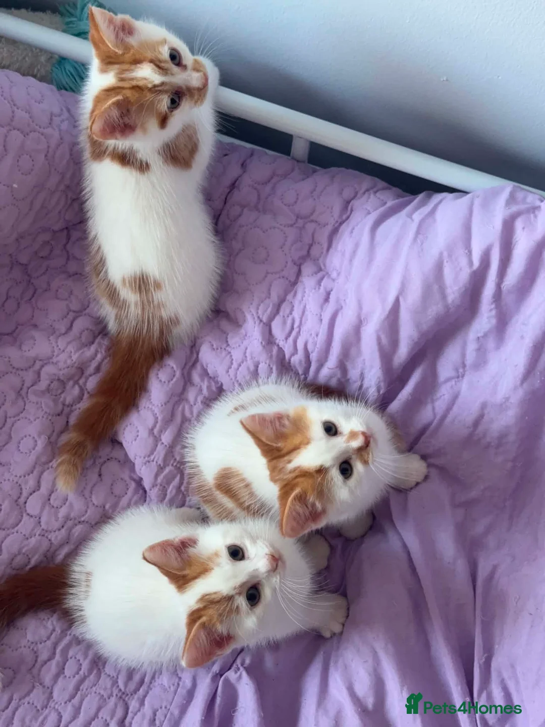 Mixed Breed cats for sale: Three adorable kittens  in Girvan - Advert 1