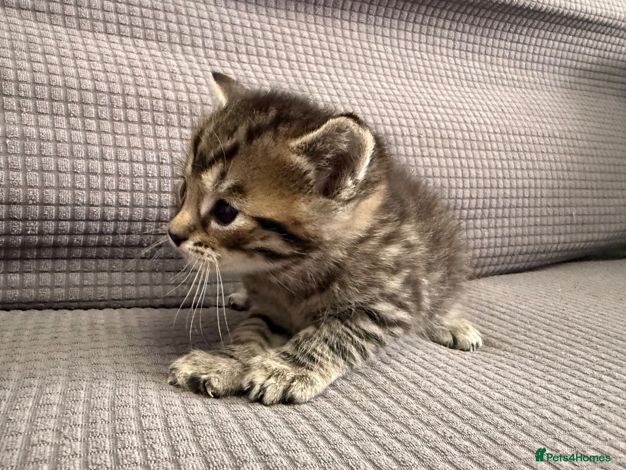Mixed Breed cats for sale: Beautiful little kittens for sale - Advert 11