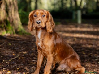 Cocker Spaniel dogs in Stoke-on-Trent - Advert 33