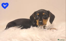 Miniature Dachshund dogs for sale: KC Daxi's health tested parents.READY - Image 31