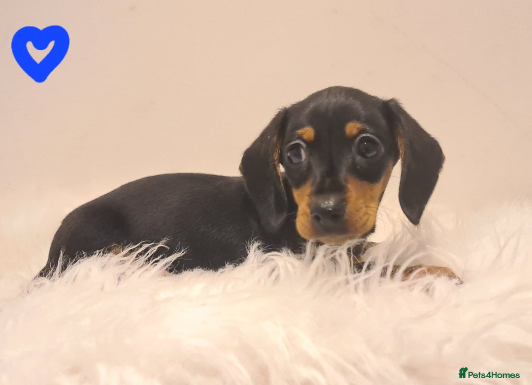 Miniature Dachshund dogs for sale: KC Daxi's health tested parents.READY - Image 31