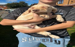 Mixed Breed dogs for sale: HUNGAROAN VIZSLADOR PUPPIES - VIZSLA x LABRADOR - Image 3