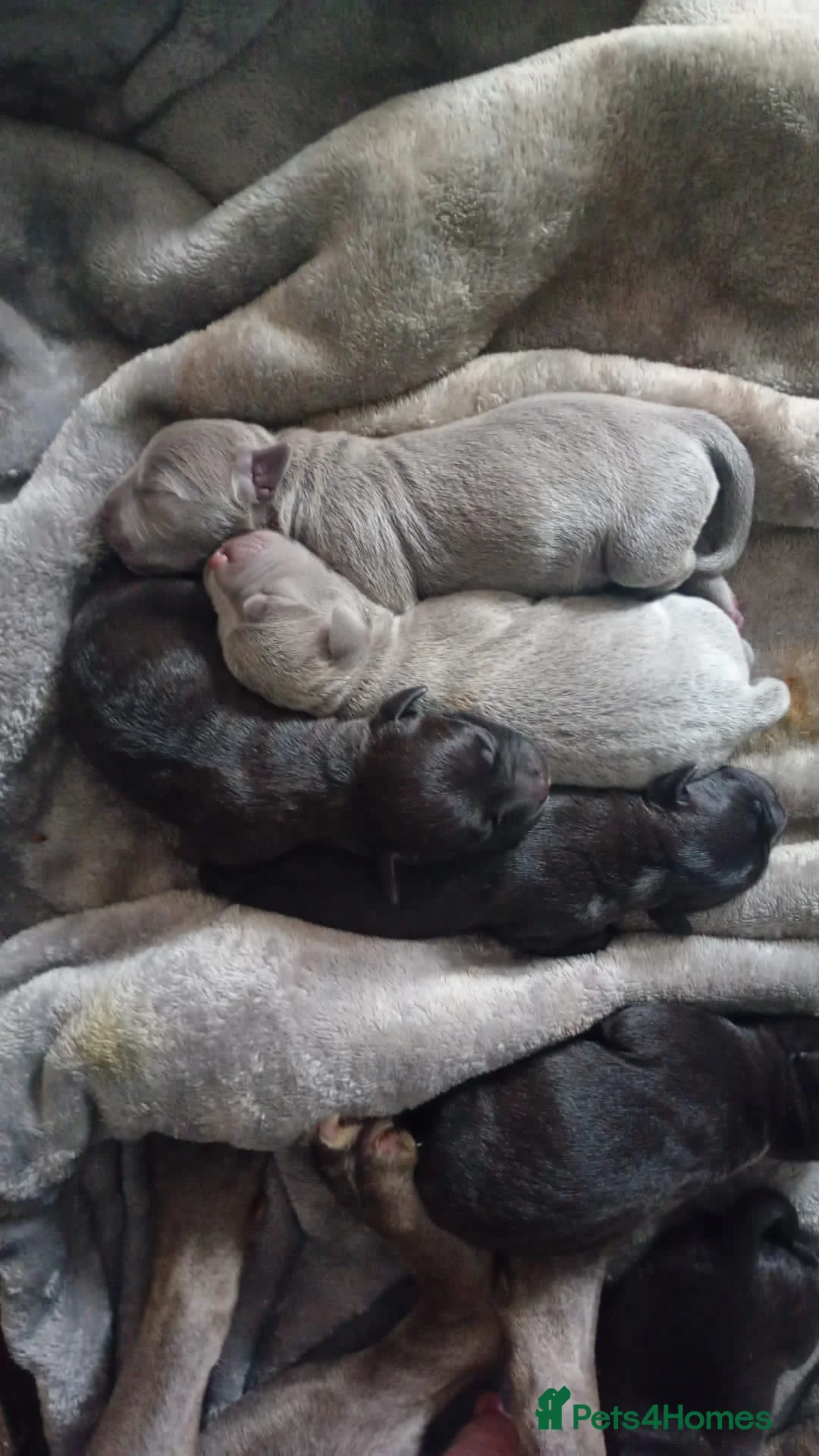 Staffordshire Bull Terrier dogs for sale: Stunning Staffordshire Bull Terrier Puppies - Advert 14