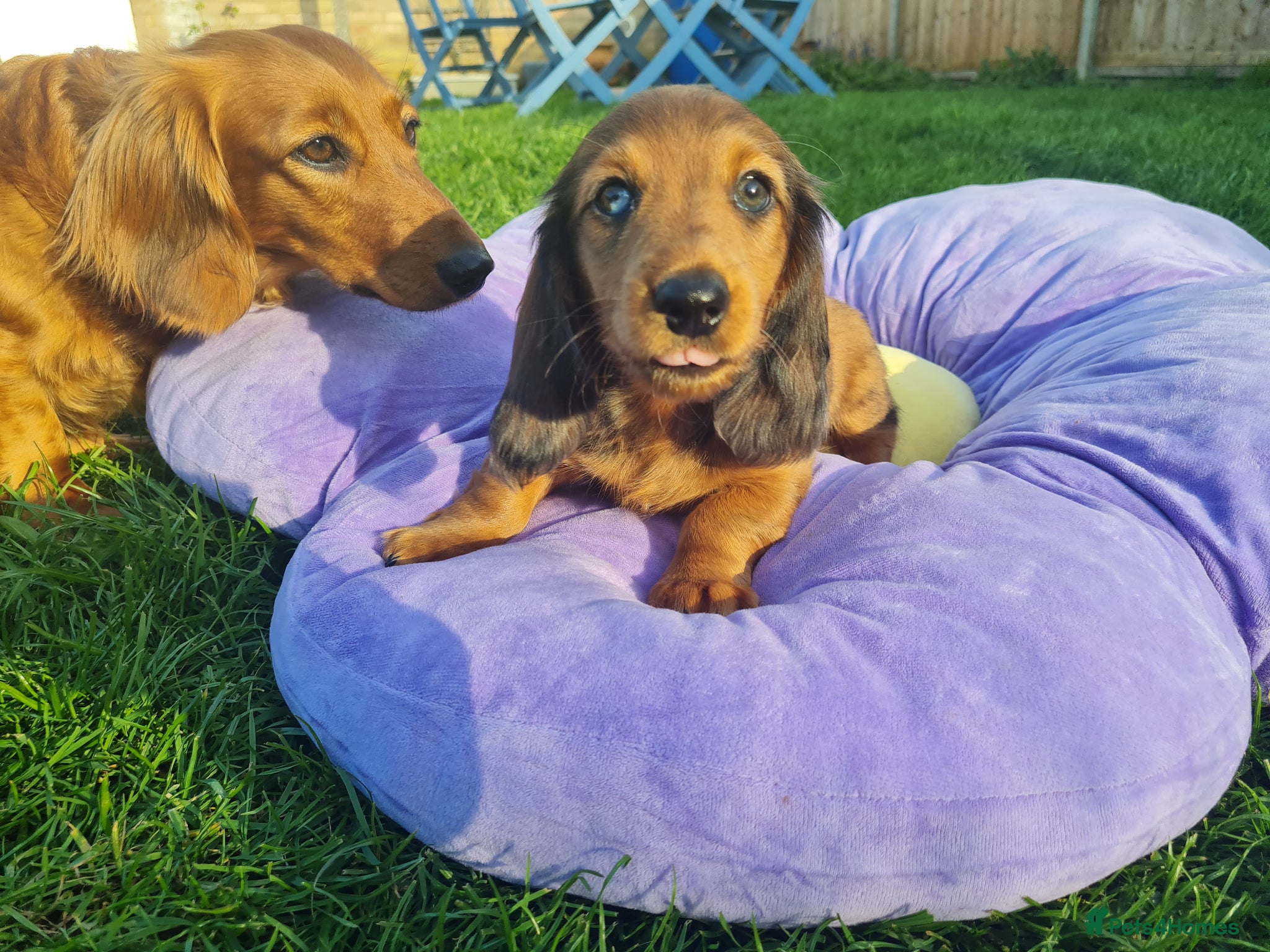 Miniature Dachshund dogs Mini Dachshund KC Reg LH Ready, champion pedigree - Advert 6