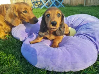 Miniature Dachshund dogs Mini Dachshund KC Reg LH Ready, champion pedigree - Advert 6