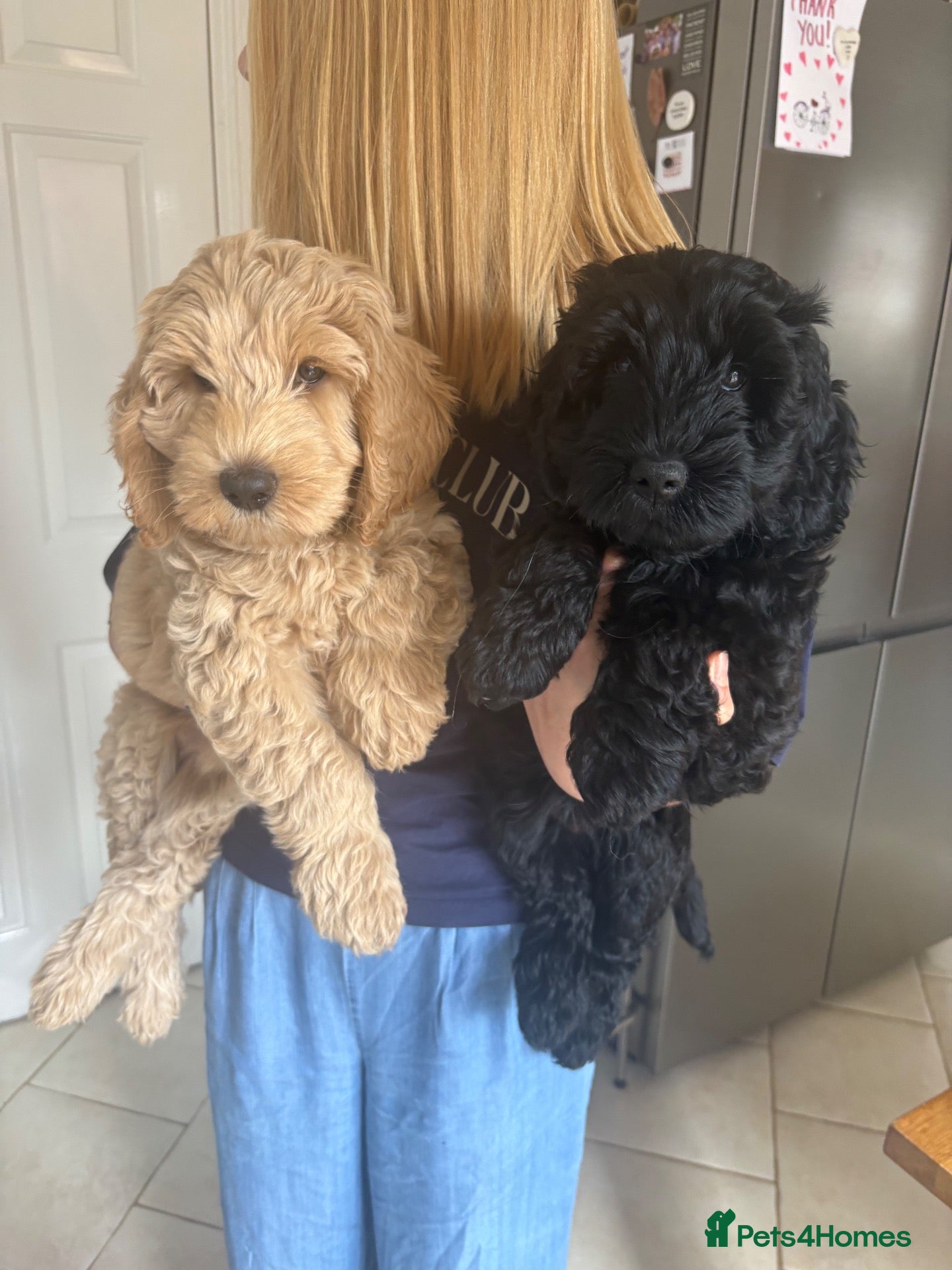 Australian Labradoodle dogs Australian labradoodle's  - Advert 8
