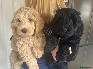 Australian Labradoodle dogs Australian labradoodle's - Advert 8