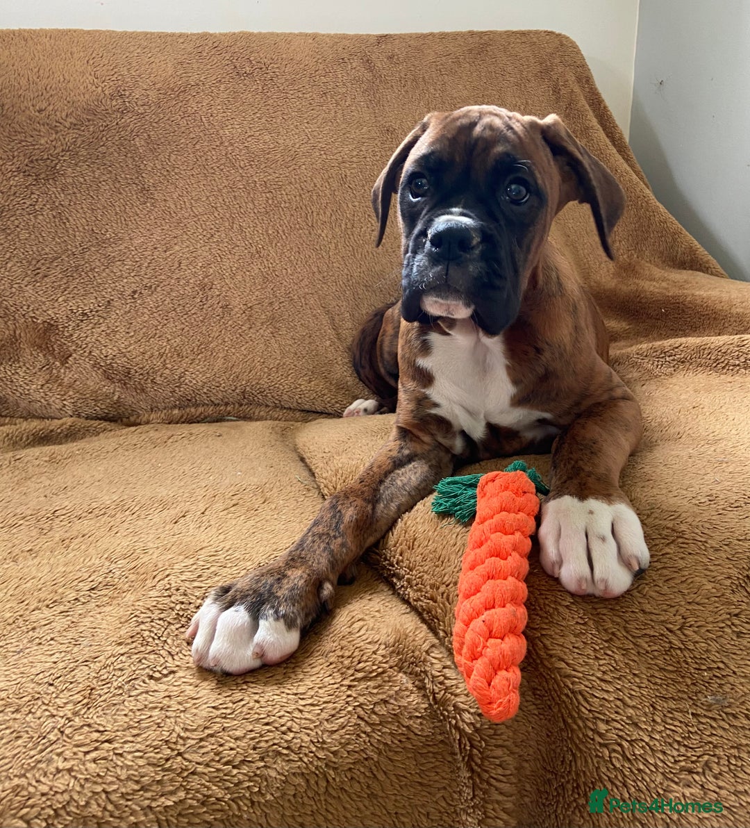 Boxer dogs for sale: Beautiful Boxer puppies - Image 7
