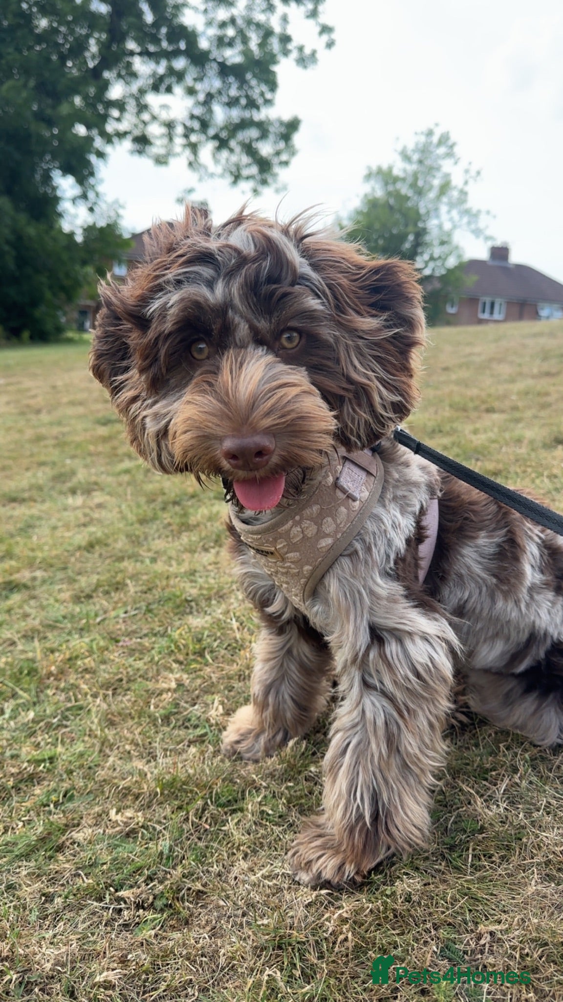 Cockapoo dogs 5.5 month cockapoo  - Advert 1