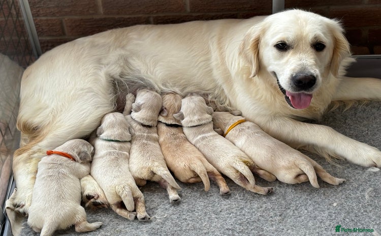 Golden Retriever dogs - Advert 3