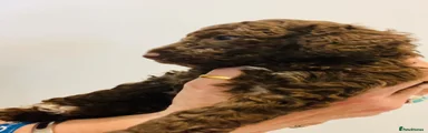 Cockapoo 5