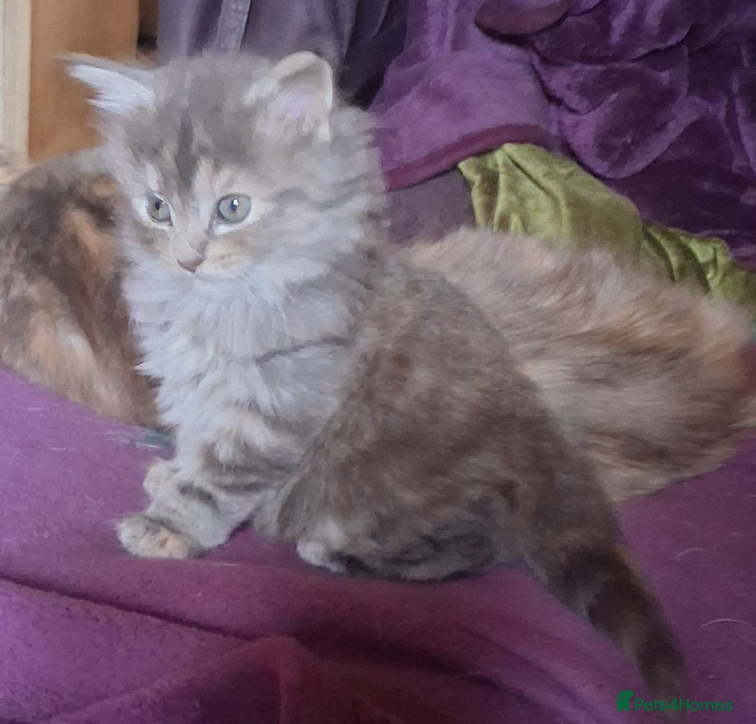 Mixed Breed cats for sale: AWESOME FLUFFY CHUNKY NORWEGIAN FOREST CAT X - Advert 24