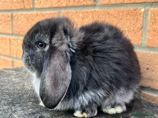 French Lop rabbits French Lops from Lincolnshire Lops - Advert 15