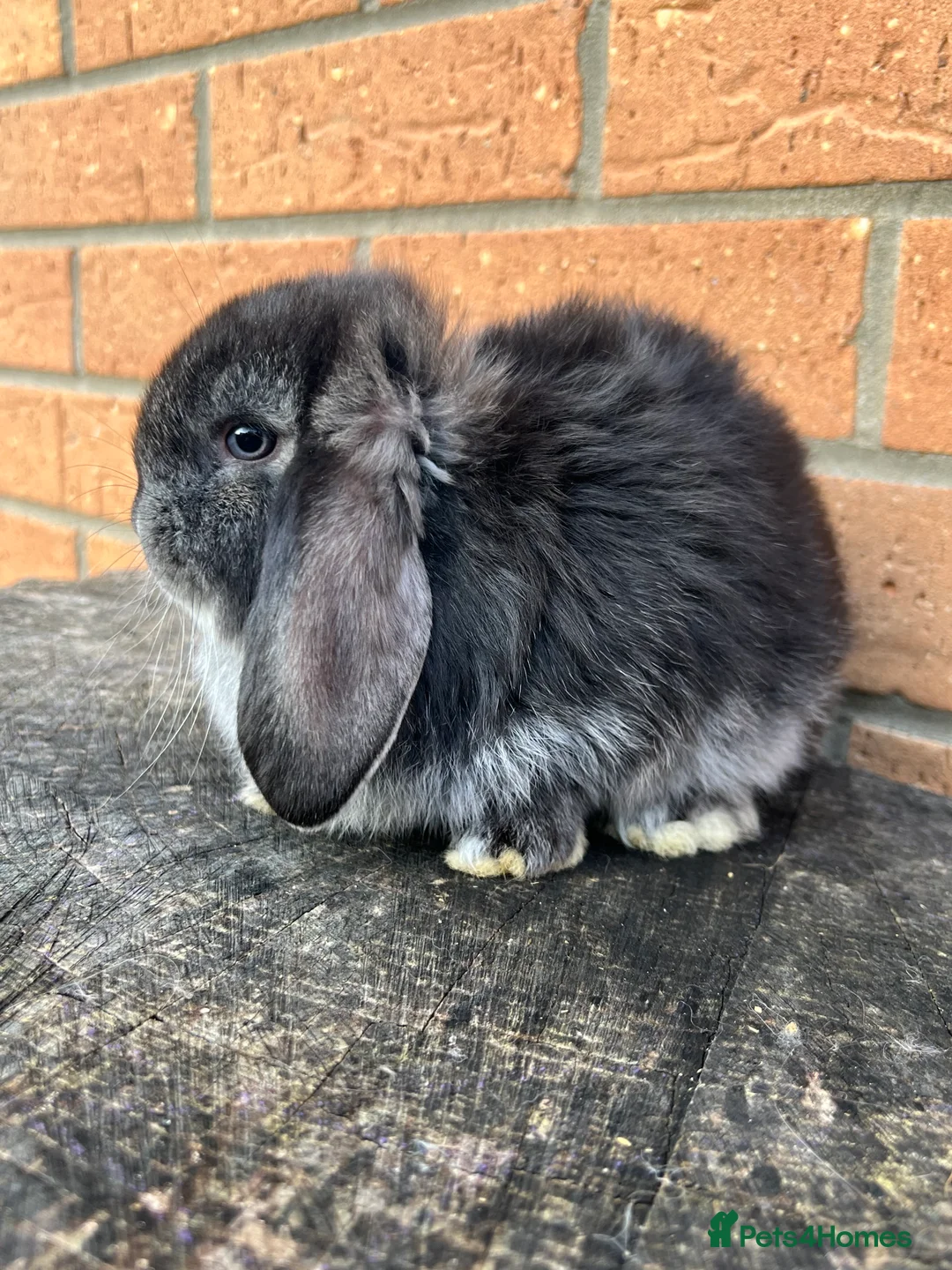 French Lop rabbits for sale: French Lops from Lincolnshire Lops - Advert 1