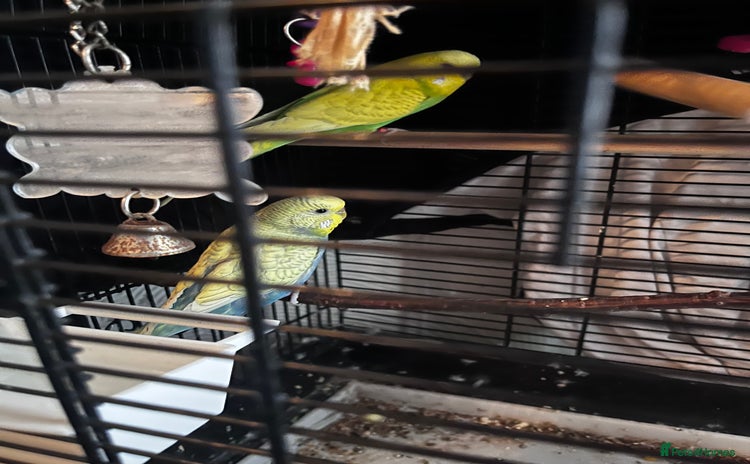 Budgerigars birds - Advert 1