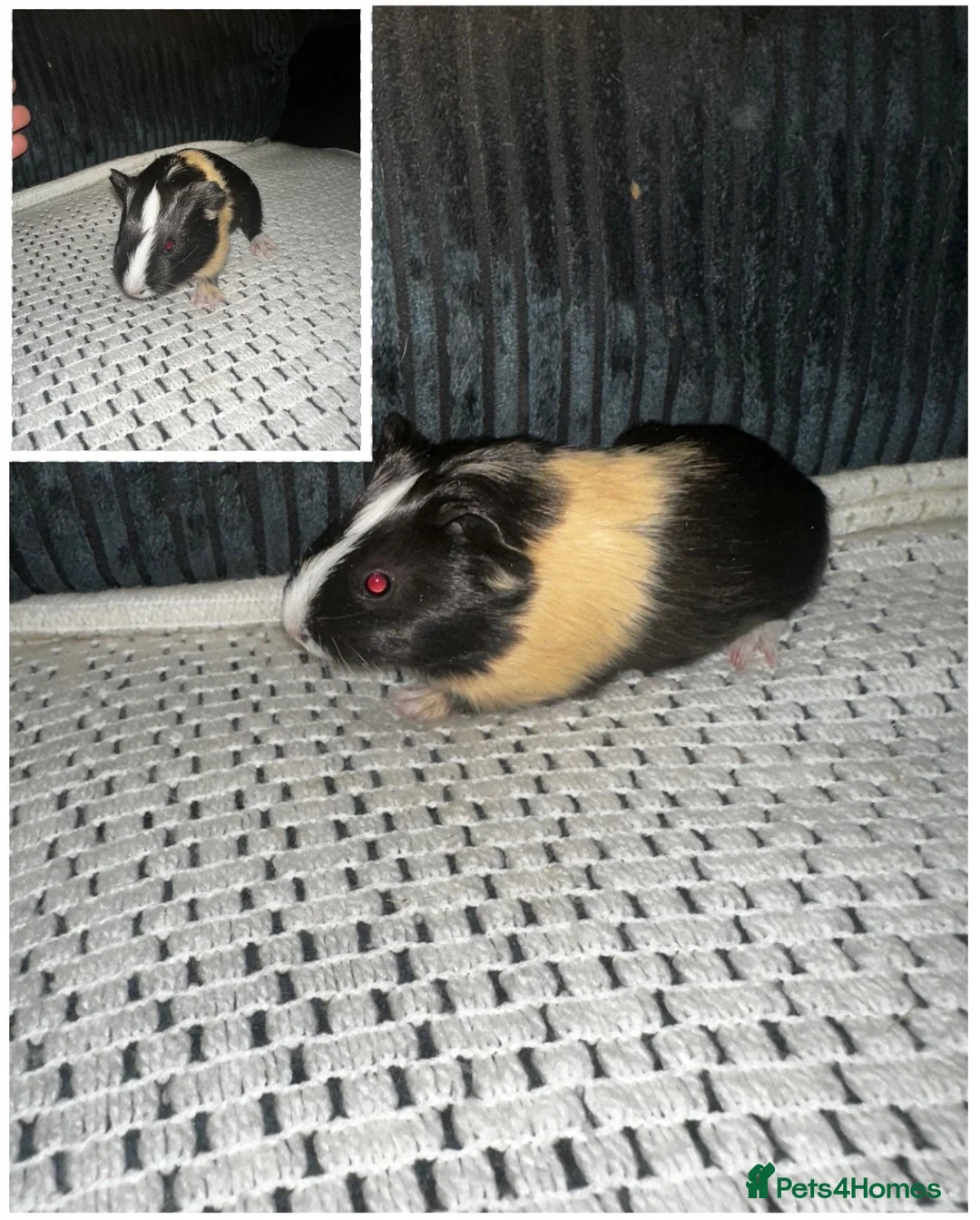 Guinea Pig rodents for sale: Baby boy Guinea pigs  - Advert 6