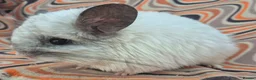 Chinchilla rodents for sale: Variety of chinchillas babys and adults - Advert 14