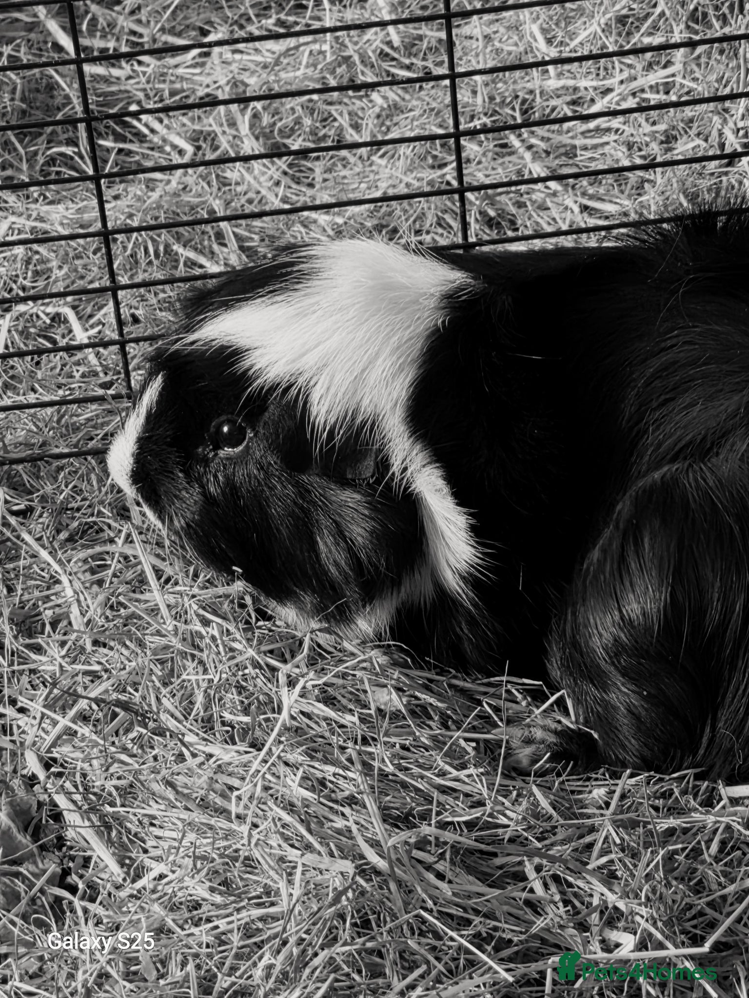 Guinea Pig rodents Male guinea pig for sale  - Advert 6