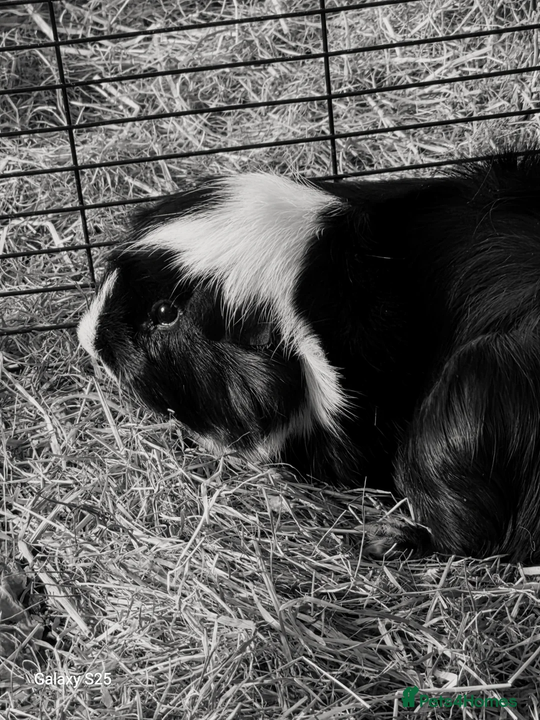 Guinea Pig rodents for sale: Male guinea pig for sale  in Stockton-on-Tees - Advert 1