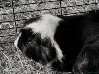 Guinea Pig rodents Male guinea pig for sale - Advert 1