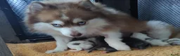 Pomsky dogs for sale: Micro F4 blue pomsky pup's  - Advert 20
